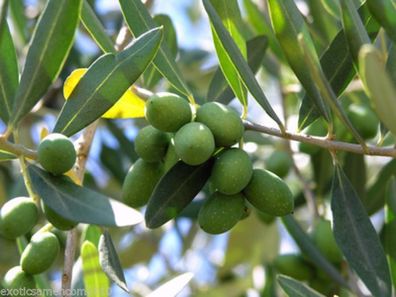 Echte Olive Olea europea 5 Samen