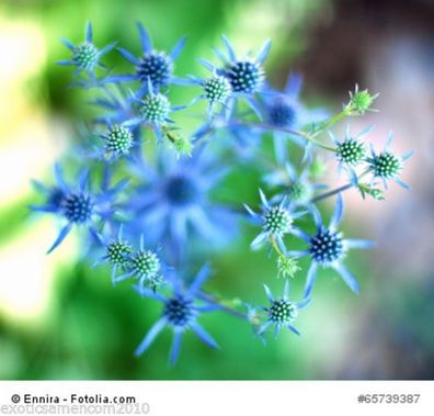 Blaue Edeldistel Eryngium planum Mannstreu 10 Samen frosthart