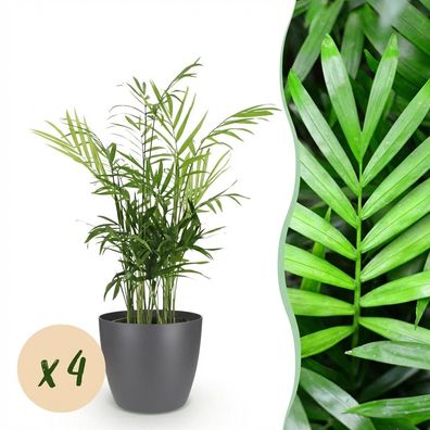 Chamaedorea elegans - Goldpalme - Haustierfreundliche Pflanze - Grün - 4 Pflanzen