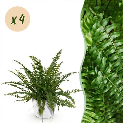 Nephrolepsis exaltata Green Lady - Farn - Haustierfreundliche Pflanze - Grün - 4