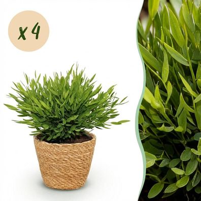 Bamusa Pogonatherum Monica - Bambusgras - Haustierfreundliche Pflanze - Grün - 4
