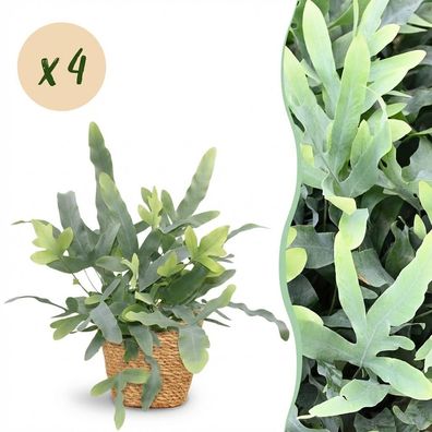 Phlebodium aureum Blue Star - Blauer Farn - Haustierfreundliche Pflanze - Blau - 4