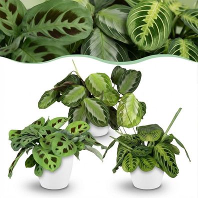 Marantha Silverband Marantha Lemon Lime Marantha Kerchoveana - Gebetspflanze - Hau