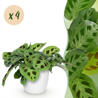 Maranta Fascinator Kerchoveana - Zebra Pflanze - Haustierfreundliche Pflanze - Gr?