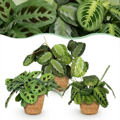 Marantha Silverband Marantha Lemon Lime Marantha Kerchoveana - Gebetspflanze - Hau