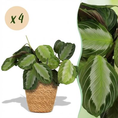 Maranta Fascinator Silverband - Gebetspflanze - Haustierfreundliche Pflanze - Grü