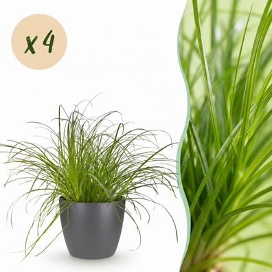Cyperus alternifolius Zumula - Katzengras - Haustierfreundliche Pflanze - Grün