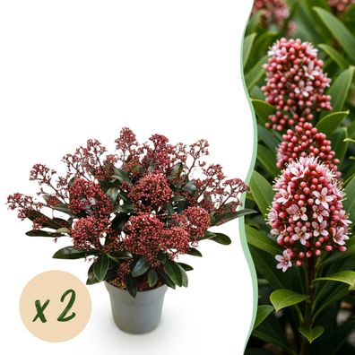 Skimmia japonica Rubella - Blüte Rot - + Blüten - 2 Pflanzen - Winterhart - Ø15