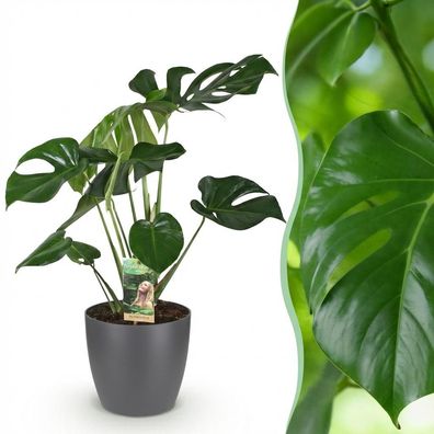 Monstera Deliciosa - Lochpflanze - Pflegeleicht - Grün - mit Potter Grey - Ø21cm