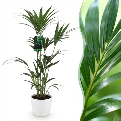 Howea Forsteriana - Kentia Palm - Pflegeleicht - Grün - mit Potter White - Ø21cm