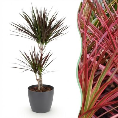 Dracaena Magenta - Drachenbaum - Pflegeleicht - Grün - mit Potter Grey - Ø21cm