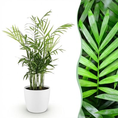 Chamaedorea elegans - Golden Palm - Haustierfreundliche Pflanze - Grün - mit Pott