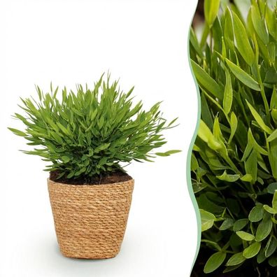 Bamusa Pogonatherum Monica - Bambusgras - Haustierfreundliche Pflanze - Grün - mi