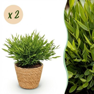 Bamusa Pogonatherum Monica - Bambusgras - Haustierfreundliche Pflanze - Grün - 2