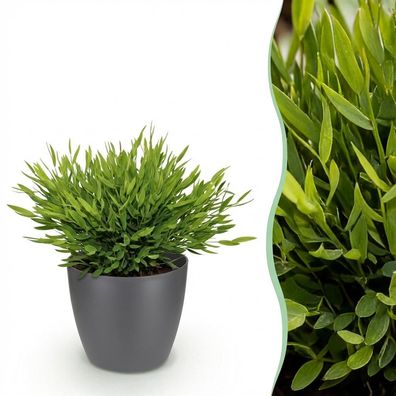Bamusa Pogonatherum Monica - Bambusgras - Haustierfreundliche Pflanze - Grün - mi