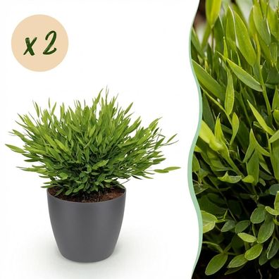 Bamusa Pogonatherum Monica - Bambusgras - Haustierfreundliche Pflanze - Grün - 2