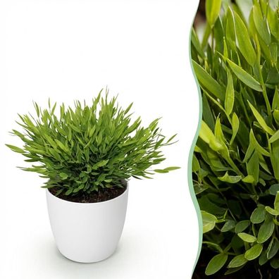 Bamusa Pogonatherum Monica - Bambusgras - Haustierfreundliche Pflanze - Grün - mi