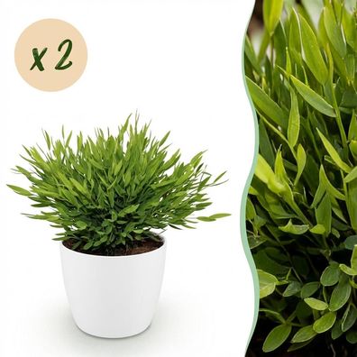 Bamusa Pogonatherum Monica - Bambusgras - Haustierfreundliche Pflanze - Grün - 2