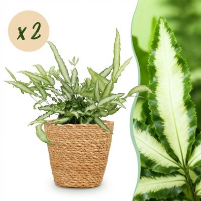 Pteris cretica Albolineata - Bänderfarn - Haustierfreundliche Pflanze - Grün - 2