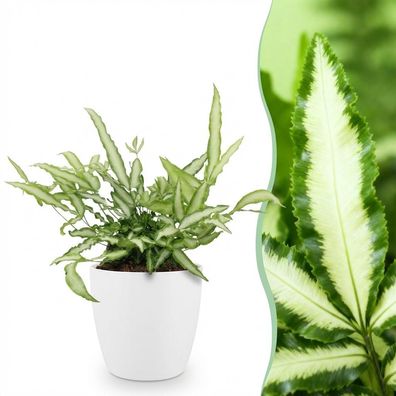 Pteris cretica Albolineata - Bänderfarn - Haustierfreundliche Pflanze - Grün - m