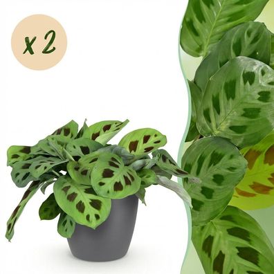 Maranta Fascinator Kerchoveana - Zebra-Pflanze - Haustierfreundliche Pflanze - Gr?