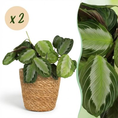 Maranta Fascinator Silverband - Gebetspflanze - Haustierfreundliche Pflanze - Grü