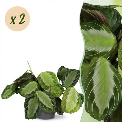Maranta Fascinator Silverband - Gebetspflanze - Haustierfreundliche Pflanze - Grü