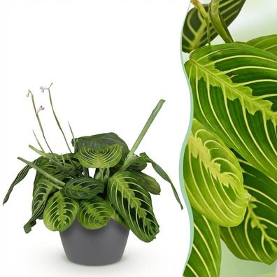 Maranta Fascinator Lemon Lime - Gebetspflanze - Haustierfreundliche Pflanze - Grü