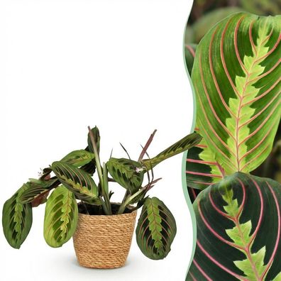 Maranta Fascinator Tricolour - Gebetspflanze - Haustierfreundliche Pflanze - Grün