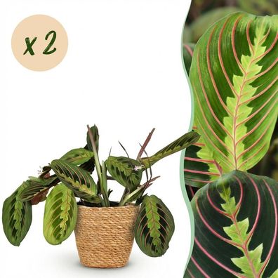 Maranta Fascinator Tricolour - Gebetspflanze - Haustierfreundliche Pflanze - Grün