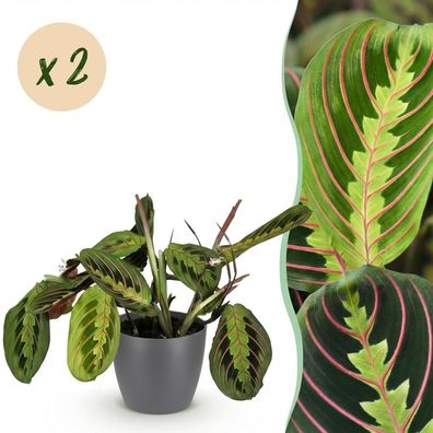 Maranta Fascinator Tricolour - Gebetspflanze - Haustierfreundliche Pflanze - Grün