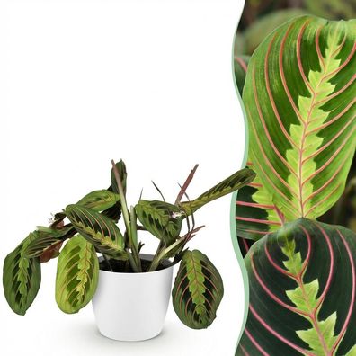 Maranta Fascinator Tricolour - Gebetspflanze - Haustierfreundliche Pflanze - Grün