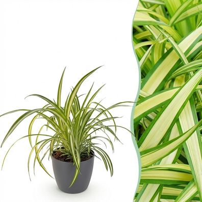 Chlorophytum comosum Variegatum - Bunte Graslilie - Haustierfreundliche Pflanze