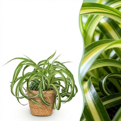Chlorophytum comosum Bonnie - Krause Graslilie - Haustierfreundliche Pflanze - Gr?