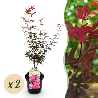 Terrassenpflanze - Japanischer Ahorn - Acer palmatum Skeetsers Broom - Violett - 2