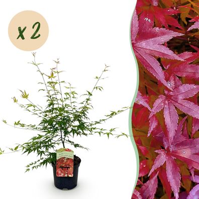 Terrassenpflanze - Japanischer Ahorn - Acer palmatum Pink Dwarf - Pink - 2 Pflanze