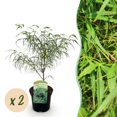 Terrassenpflanze - Japanischer Ahorn - Acer palmatum Koto-no-ito - Grün - 2 Pflan
