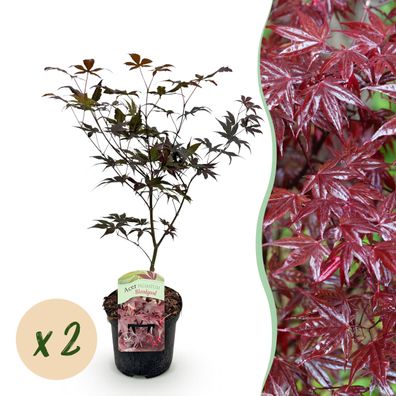 Terrassenpflanze - Japanischer Ahorn - Acer palmatum Sangokaku - Grün - 2 Pflanze