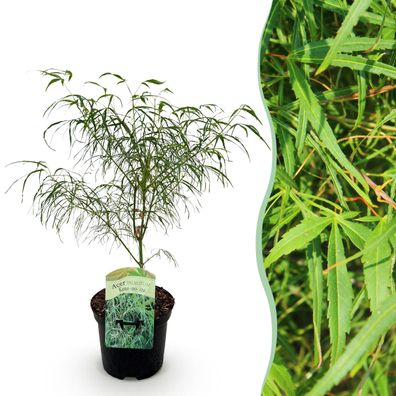 Terrassenpflanze - Japanischer Ahorn - Acer palmatum Koto-no-ito - Grün - 1 Pflan