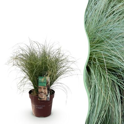 Ziergräser - Carex comans Frosted Curls - Grün - Immergrün - Winterhart - Ø17c