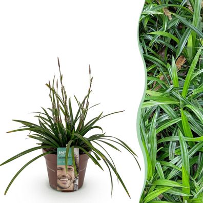 Ziergräser - Carex morrowii Irish Green - Grün & Gelb - Immergrün - Winterhart