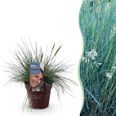 Ziergräser - Festuca glauca Intense Blue - Blau - Immergrün - Winterhart - Ø17c