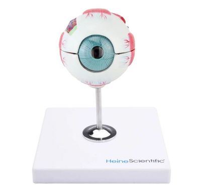 Augenmodell 6-teilig Bestehend aus Glaskörper, Linse, Iris Hornhaut und Augapfel