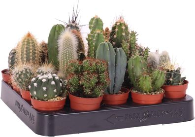 Mini Kakteen Set 10 Stueck Zimmerpflanzen Kaktus im Topf 10-15 cm