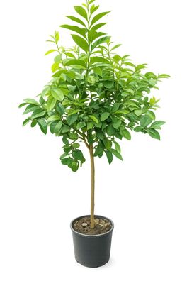 Bergamotte Pflanze 140-160 cm Citrus bergamia Zitruspflanze dicker Stamm