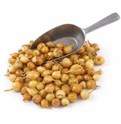 Stuttgarter Riesen Steckzwiebeln 5 kg trockene, frische Ware