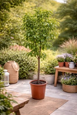 Ziziphus jujuba ca. 200cm große chinesische Dattel winterh. Rote Dattel Azufaifa