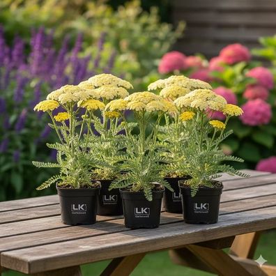 Schafgarbe ´Credo´ kaufen - Pastellgelber Blütentraum im 6er-Set