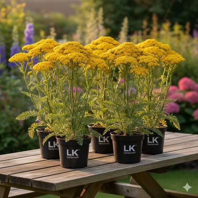 Achillea Coronation Gold kaufen - Goldgelbe Pracht im stabilen 6er-Set
