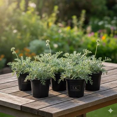 Acaena buchananii kaufen - Blaugrünes Stachelnüsschen im praktischen 6er-Set